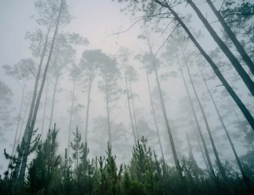 Parcs nationaux en République dominicaine
