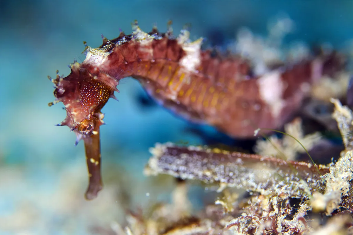 Plongée sous-marine en République dominicaine