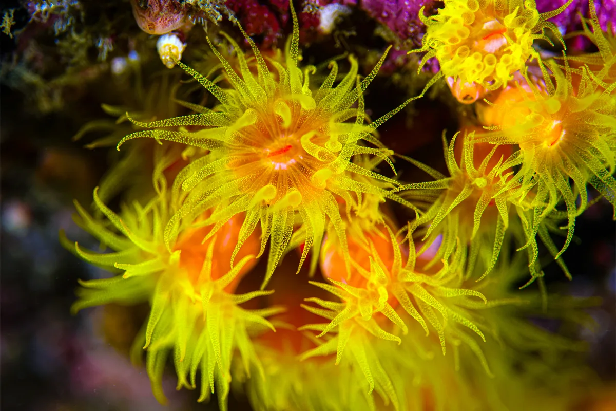 Plongée sous-marine en République dominicaine