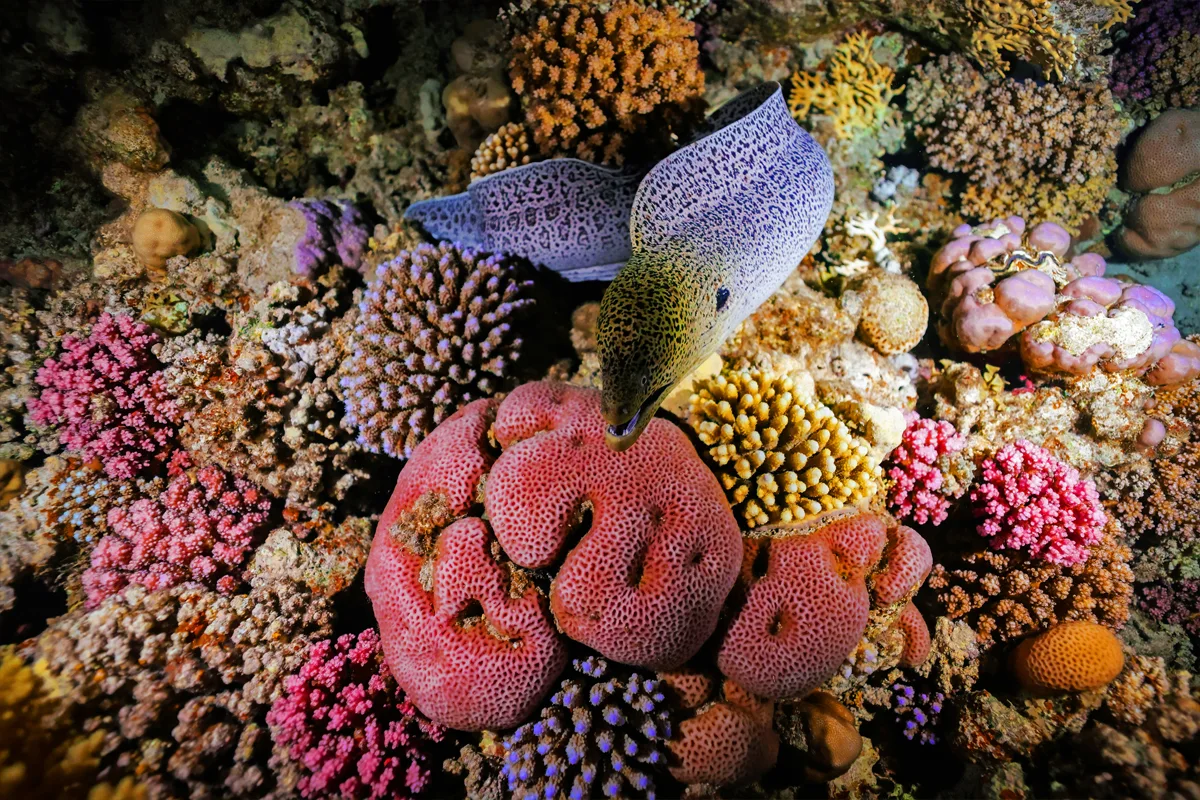 Plongée sous-marine en République dominicaine
