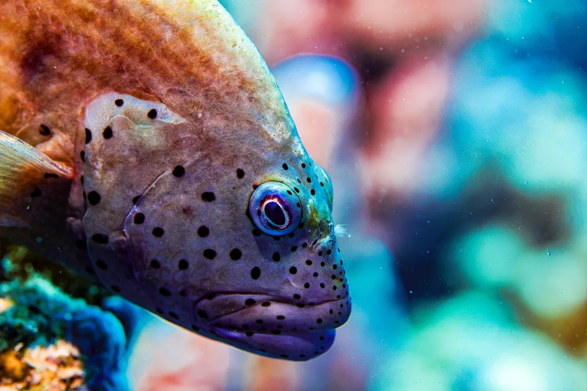 Plongée sous-marine en République dominicaine