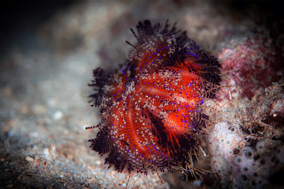 Plongée sous-marine en République dominicaine