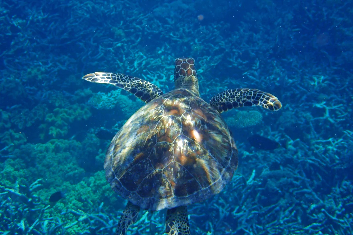 Plongée sous-marine en République dominicaine
