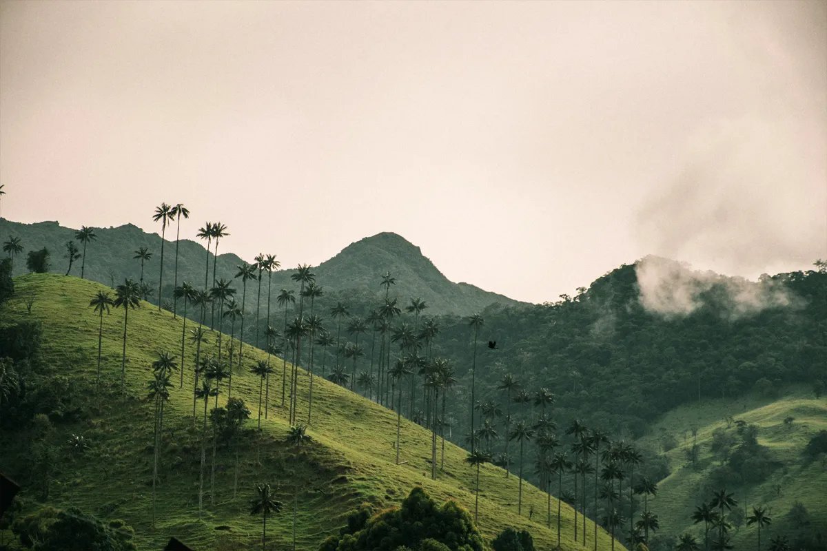 Valle de Cocora en Colombie
